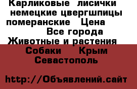 Карликовые “лисички“  немецкие цвергшпицы/померанские › Цена ­ 35 000 - Все города Животные и растения » Собаки   . Крым,Севастополь